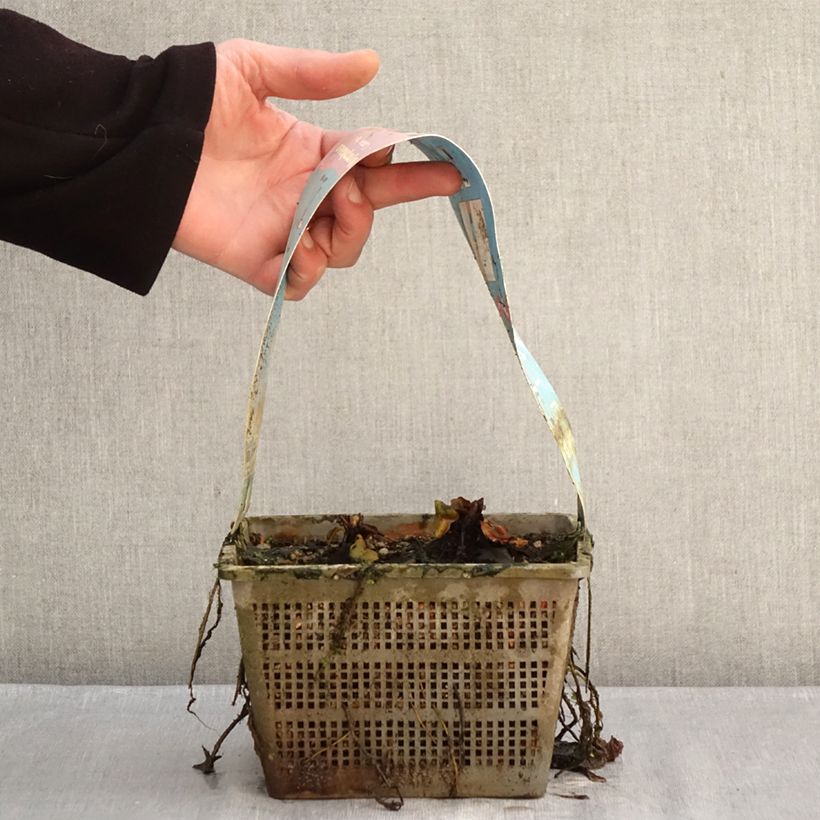 Exemplar von Nymphaea Comanche - Winterharte Seerose Topf mit 3L/4L wie im Winter geliefert