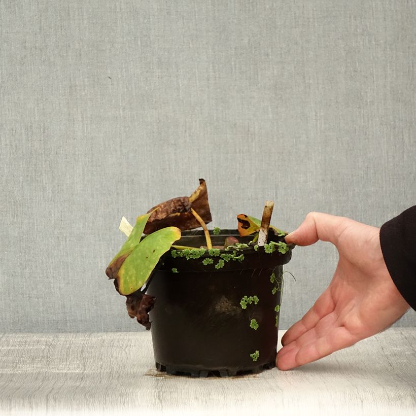 Example of Nymphaea Conqueror - Winterharte Seerose Topf mit 1,5L/2L as you get in automne