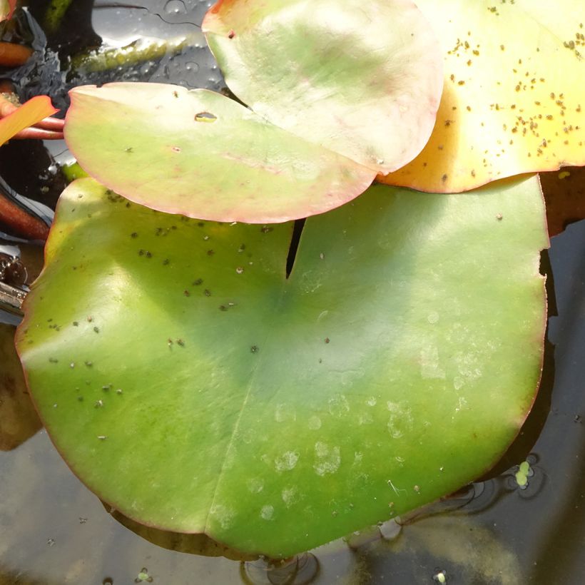 Nymphaea Conqueror - Winterharte Seerose (Foliage)