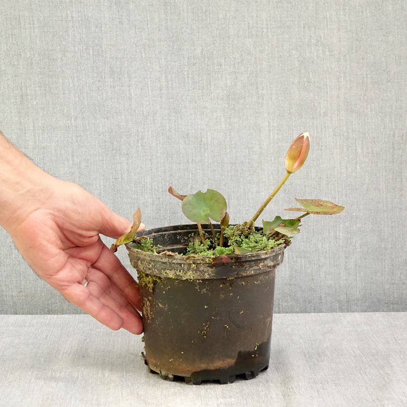 Exemplar von Nymphaea Cynthia Ann - Winterharte Seerose Topf mit 1,5L/2L wie im Sommer geliefert