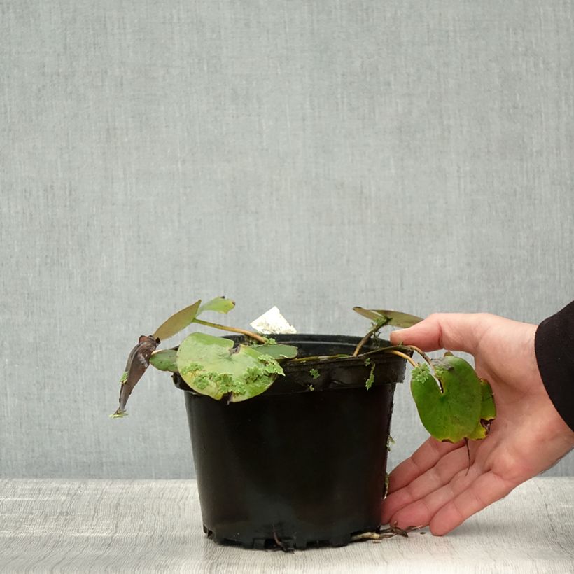 Example of Nymphaea Cynthia Ann - Winterharte Seerose Topf mit 1,5L/2L as you get in automne