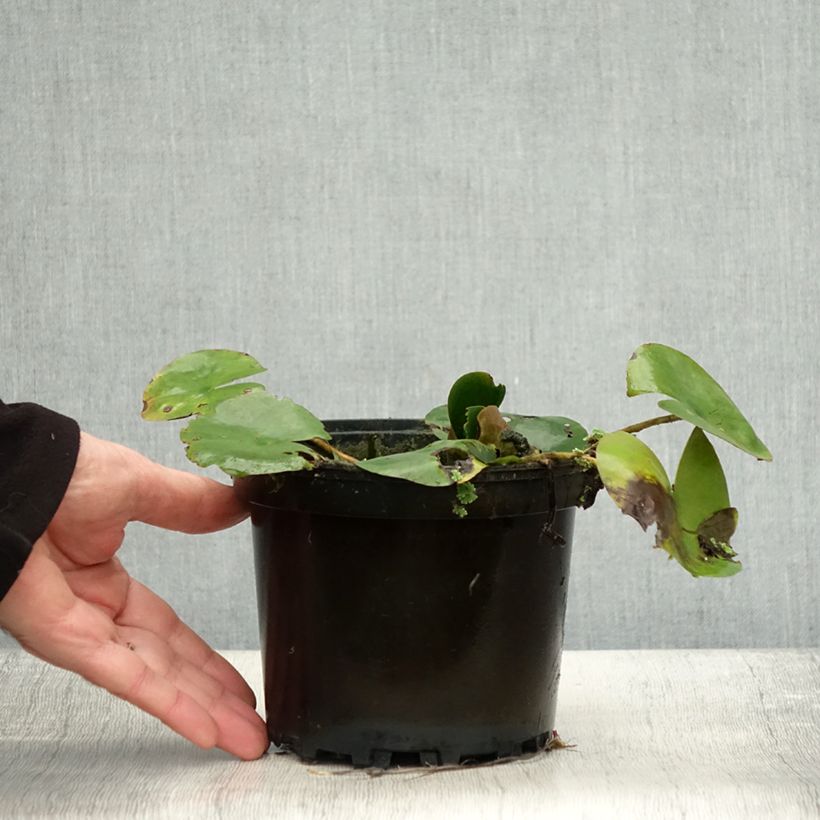 Example of Nymphaea Dahlia - Winterharte Seerose Topf mit 1,5L/2L as you get in automne