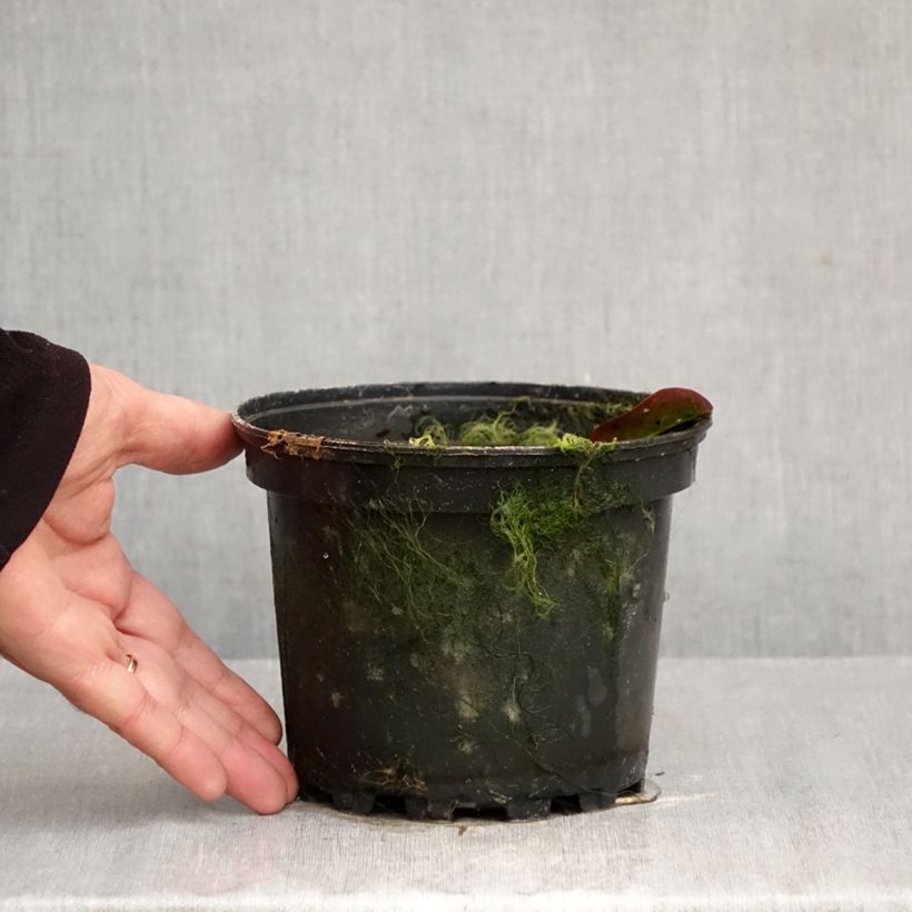 Exemplar von Nymphaea Darwin - Winterharte Seerose Topf mit 1,5L/2L wie im Herbst geliefert