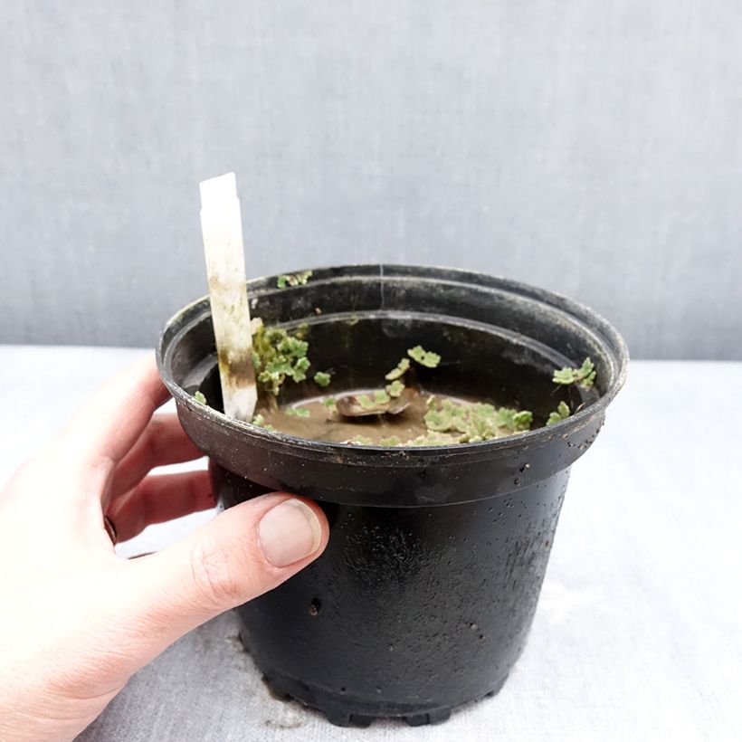 Exemplar von Nymphaea Darwin - Winterharte Seerose Topf mit 1,5L/2L wie im Winter geliefert