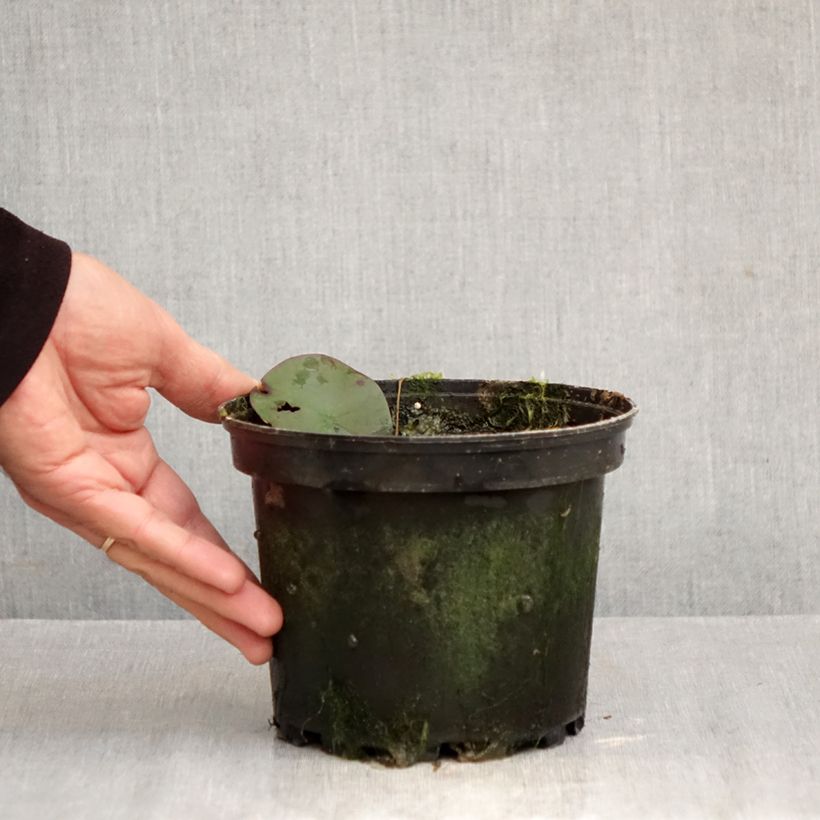 Exemplar von Nymphaea Double Yellow - Winterharte Seerose Topf mit 1,5L/2L wie im Herbst geliefert