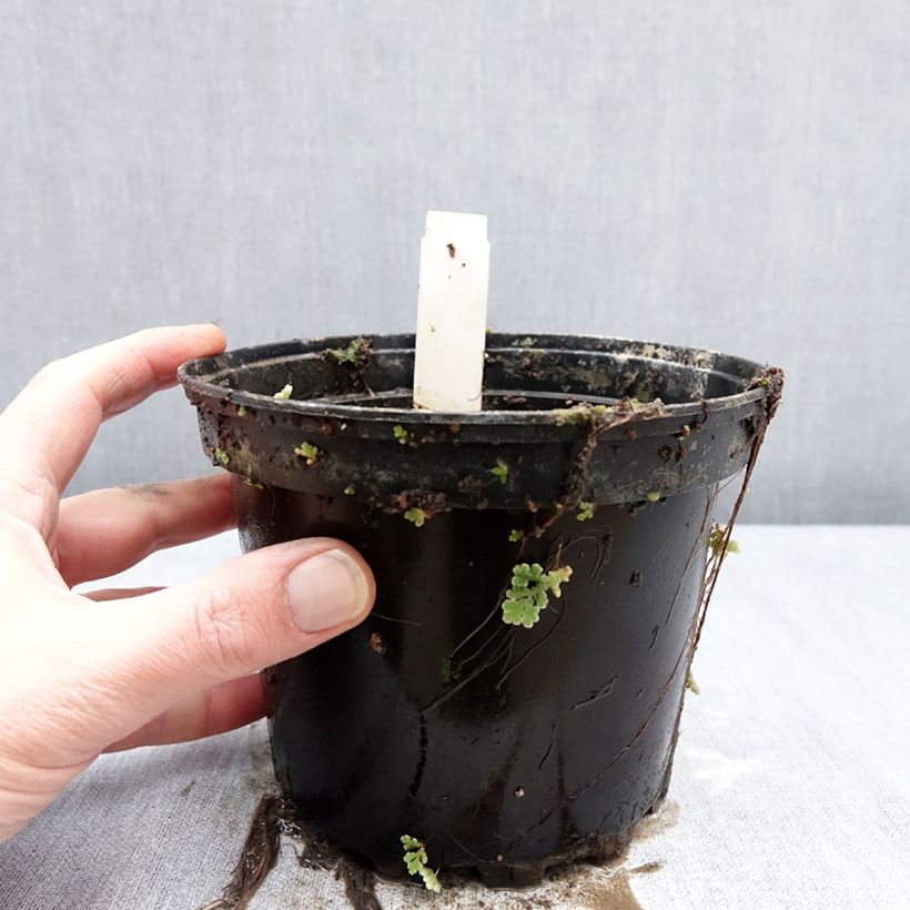 Exemplar von Nymphaea Double Yellow - Winterharte Seerose Topf mit 1,5L/2L wie im Winter geliefert