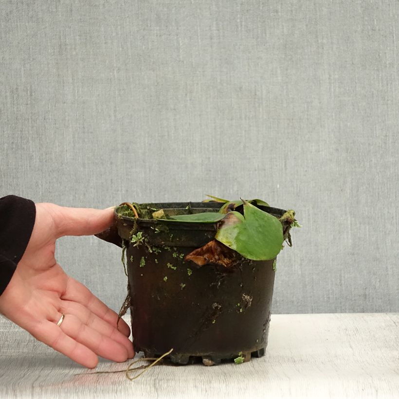 Example of Nymphaea Ellisiana - Winterharte Seerose Topf mit 1,5L/2L as you get in automne