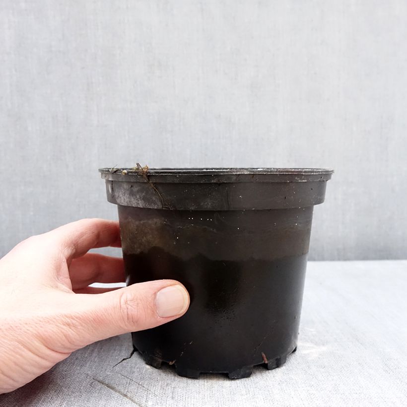 Exemplar von Nymphaea Eros - Winterharte Seerose Topf mit 1,5L/2L wie im Winter geliefert