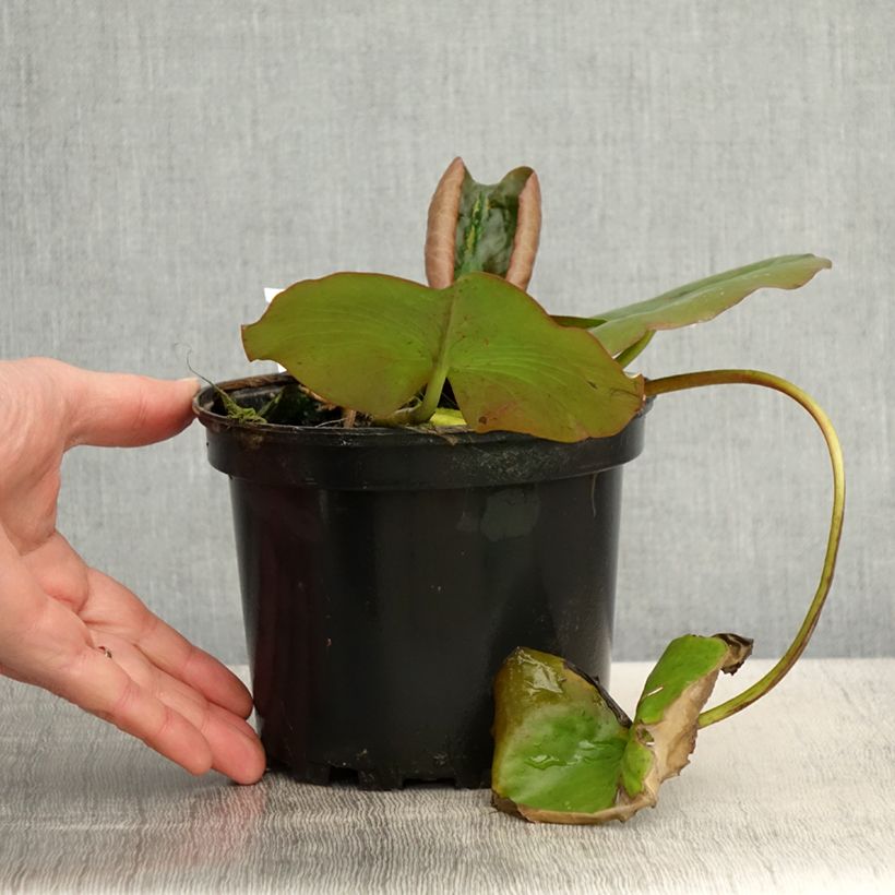 Example of Nymphaea Escarboucle - Winterharte Seerose Topf mit 1,5L/2L as you get in printemps
