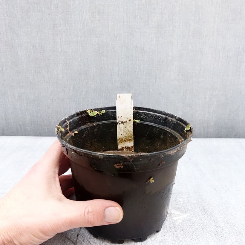 Exemplar von Nymphaea Escarboucle - Winterharte Seerose Topf mit 1,5L/2L wie im Winter geliefert