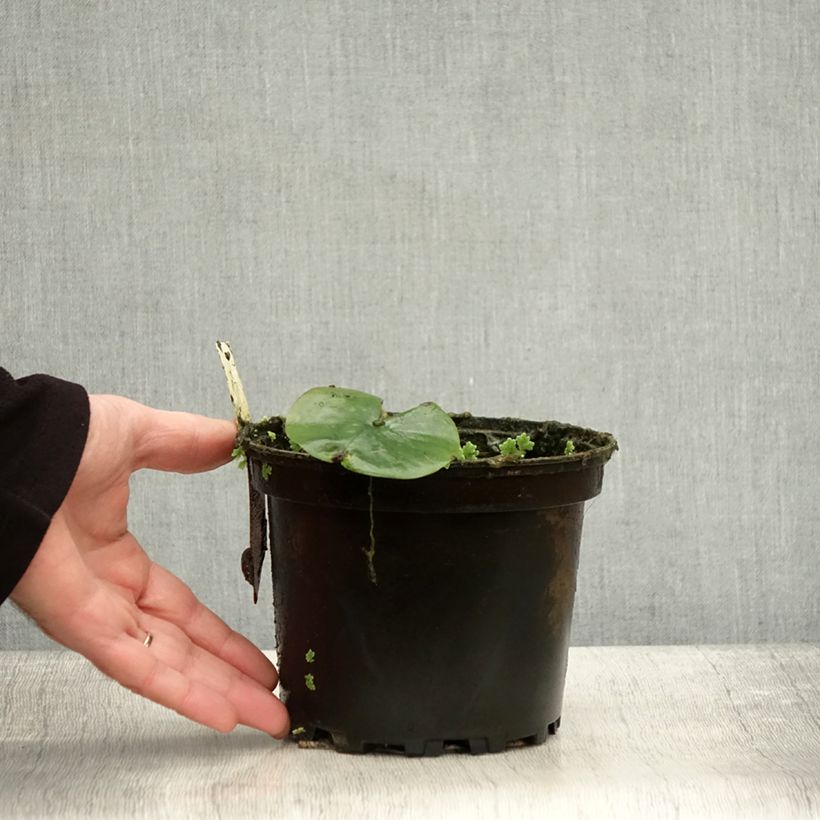 Example of Nymphaea Eugenia de Lande - Winterharte Seerose Topf mit 1,5L/2L as you get in automne
