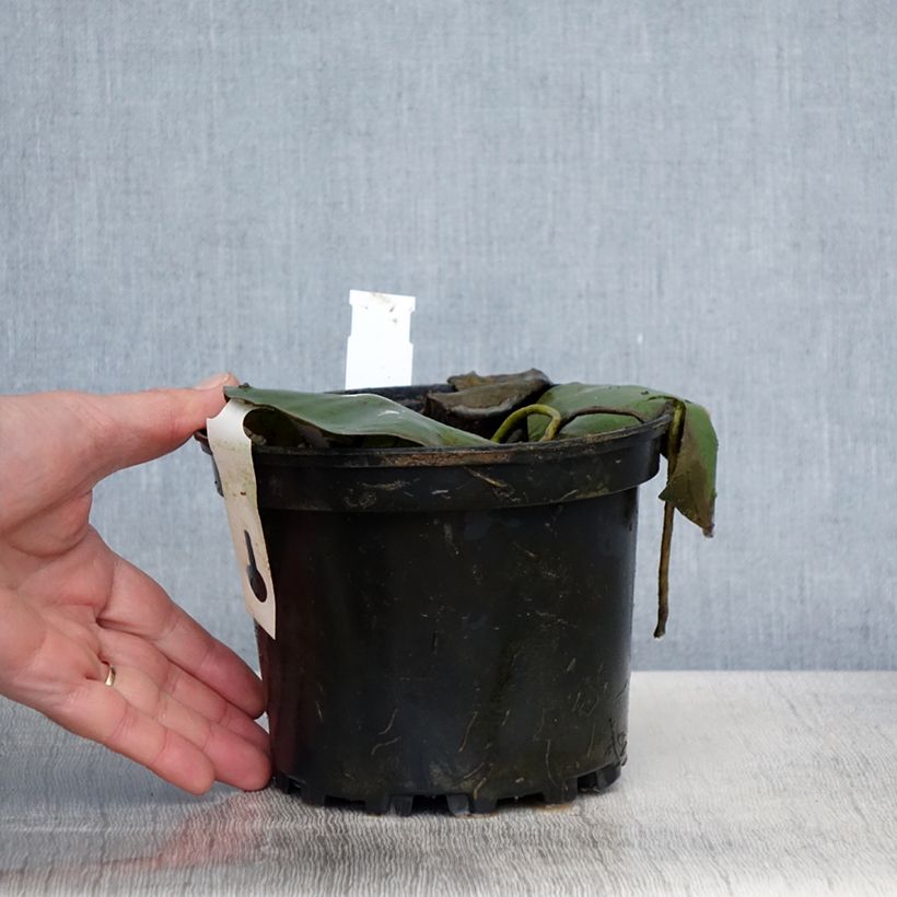 Exemplar von Nymphaea Eugenia de Lande - Winterharte Seerose Topf mit 1,5L/2L wie im Frühjahr geliefert