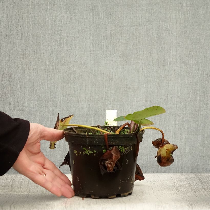 Example of Nymphaea Evelyn Stetson - Winterharte Seerose Topf mit 1,5L/2L as you get in automne