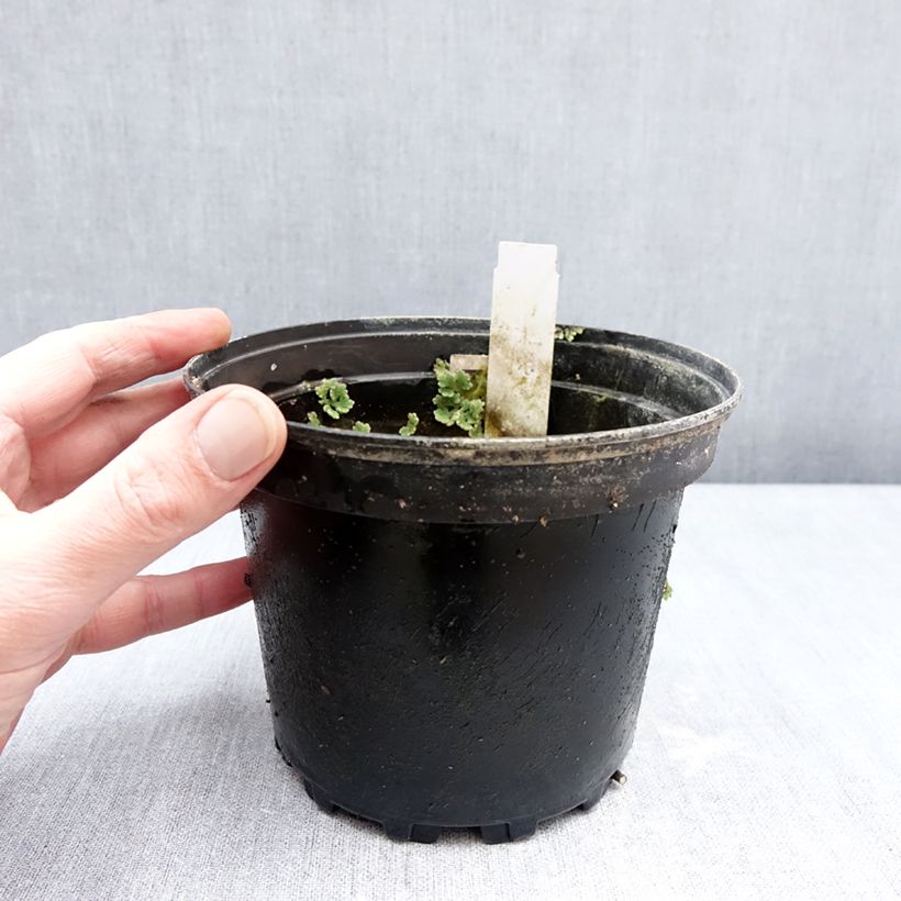 Exemplar von Nymphaea Fire Opal - Winterharte Seerose Topf mit 1,5L/2L wie im Winter geliefert