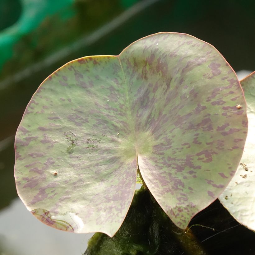 Nymphaea Florida Sunset - Winterharte Seerose (Foliage)
