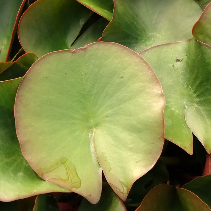 Nymphaea Froebelii - Winterharte Seerose (Laub)