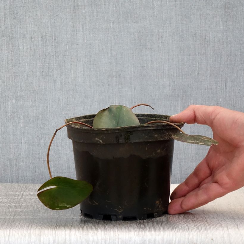 Example of Nymphaea Froebelii - Winterharte Seerose Topf mit 1,5L/2L as you get in printemps
