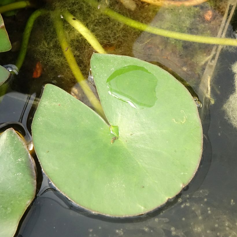Nymphaea Gladstoniana - Winterharte Seerose (Foliage)