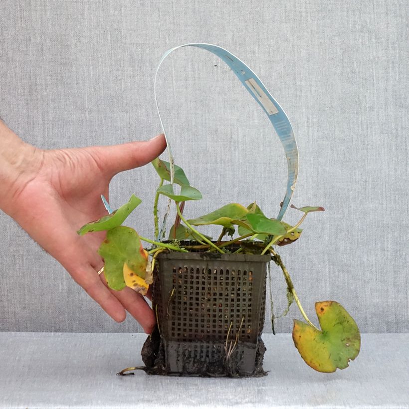 Example of Nymphaea Gladstoniana - Winterharte Seerose Topf mit 1L/1,5L as you get in ete