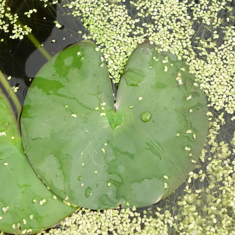 Nymphaea Gonnère - Winterharte Seerose (Foliage)