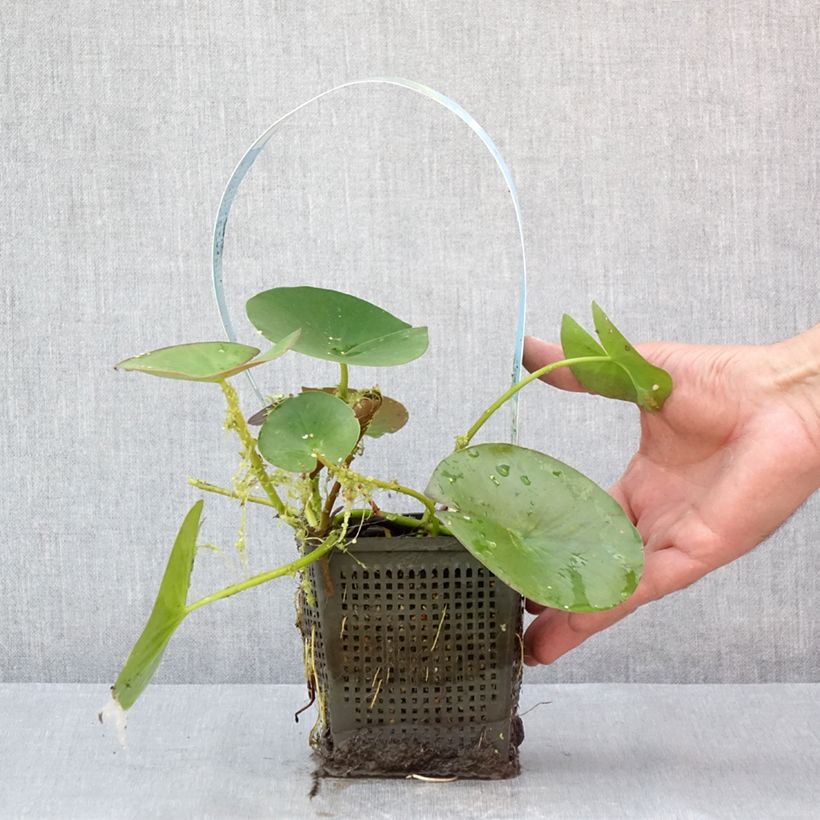 Example of Nymphaea Gonnère - Winterharte Seerose Topf mit 1L/1,5L as you get in ete
