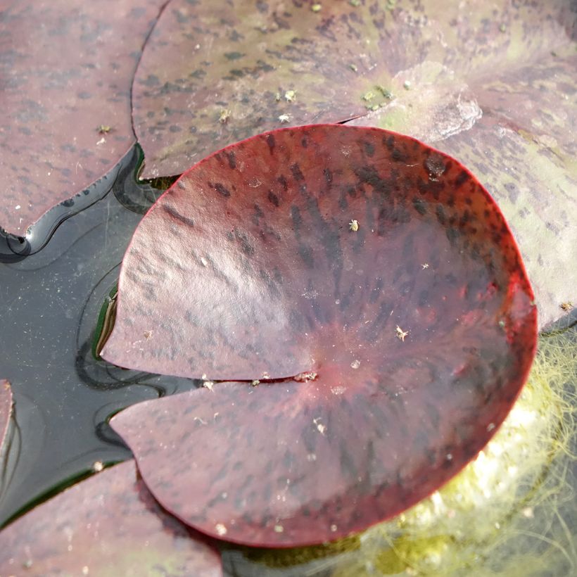 Nymphaea Gregg's Orange Beauty - Winterharte Seerose (Foliage)