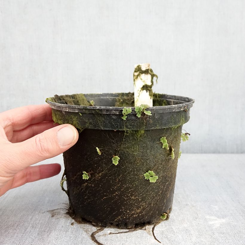 Exemplar von Nymphaea Gregg's Orange Beauty - Winterharte Seerose Topf mit 1,5L/2L wie im Winter geliefert