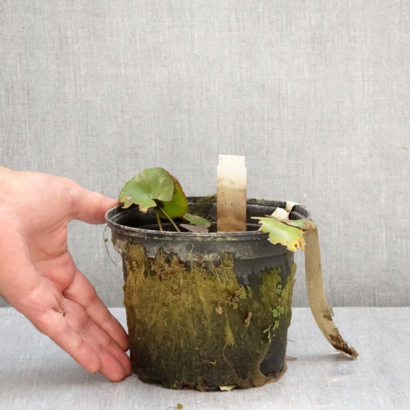 Exemplar von Nymphaea Gypsy - Winterharte Seerose Topf mit 1,5L/2L wie im Herbst geliefert