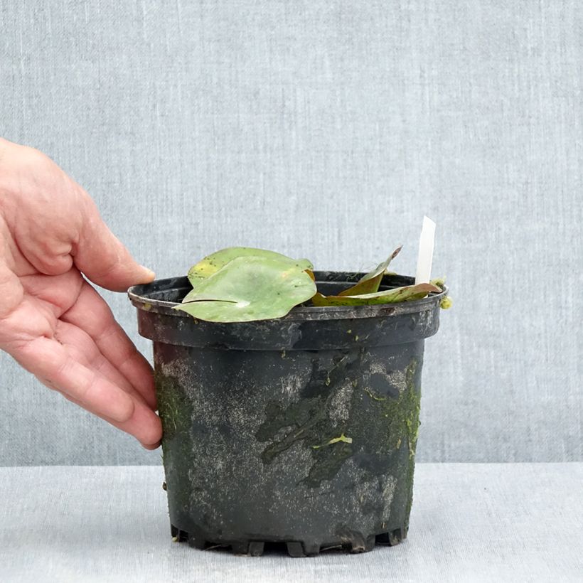 Example of Nymphaea Gypsy - Winterharte Seerose Topf mit 1,5L/2L as you get in ete