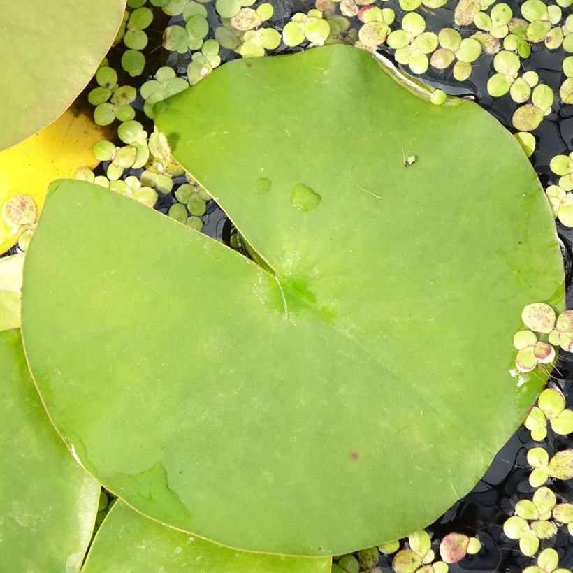 Nymphaea Hollandia - Winterharte Seerose (Foliage)