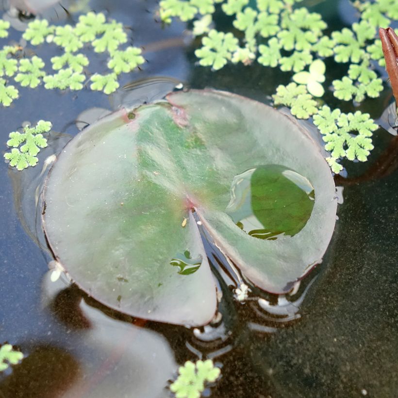 Nymphaea James Brydon - Winterharte Seerose (Foliage)