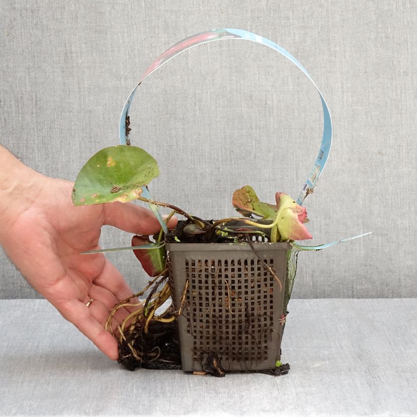 Exemplar von Nymphaea James Brydon - Winterharte Seerose Topf mit 1L/1,5L wie im Herbst geliefert