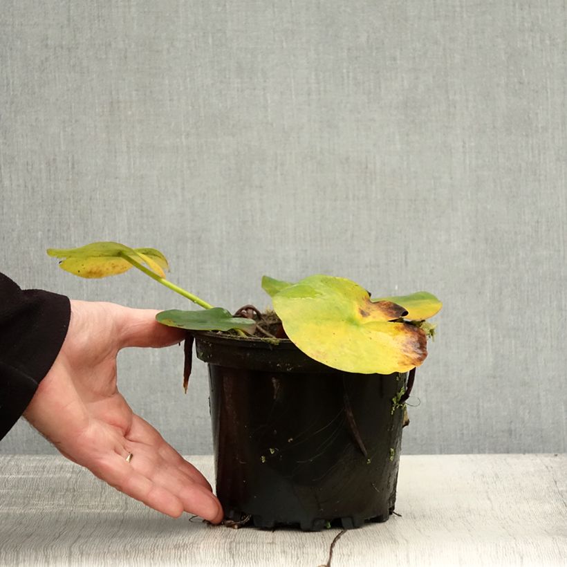 Example of Nymphaea Jean de la Marsalle - Winterharte Seerose Topf mit 1,5L/2L as you get in automne