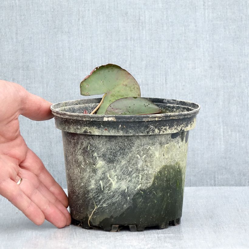 Example of Nymphaea Karleen Harder - Winterharte Seerose Topf mit 1,5L/2L as you get in ete