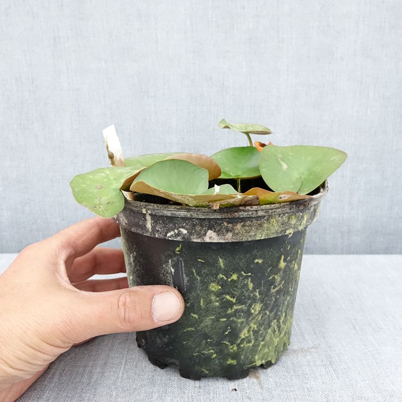 Example of Nymphaea Lactea - Winterharte Seerose Topf mit 1,5L/2L as you get in ete