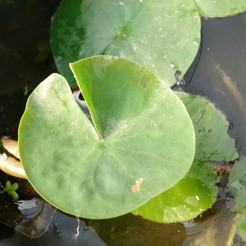 Nymphaea Laydekeri Liliacea - Winterharte Seerose (Foliage)
