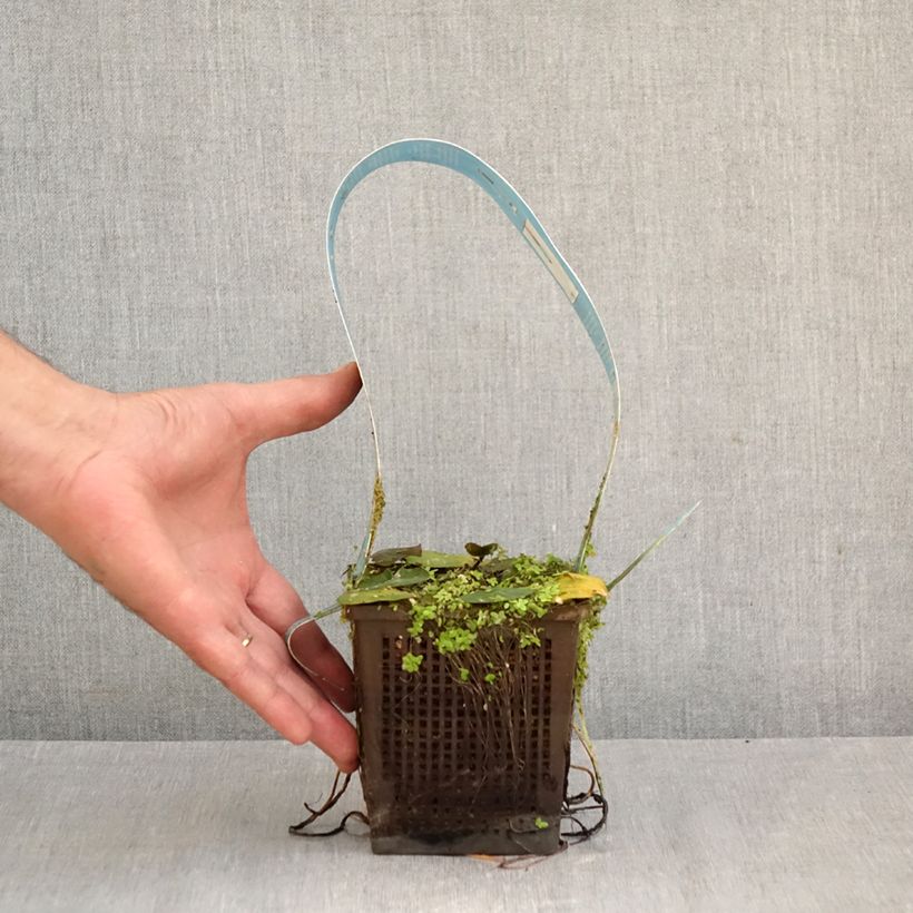 Exemplar von Nymphaea Laydekeri Liliacea - Winterharte Seerose Topf mit 1L/1,5L wie im Herbst geliefert