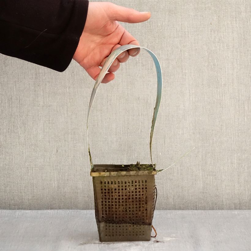 Exemplar von Nymphaea Laydekeri Liliacea - Winterharte Seerose Topf mit 1L/1,5L wie im Winter geliefert