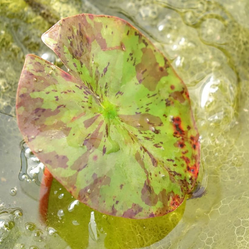 Nymphaea Lemon Chiffon - Winterharte Seerose (Foliage)