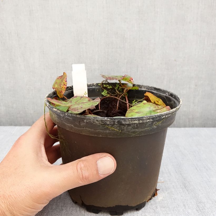 Exemplar von Nymphaea Lemon Chiffon - Winterharte Seerose Topf mit 1,5L/2L wie im Herbst geliefert