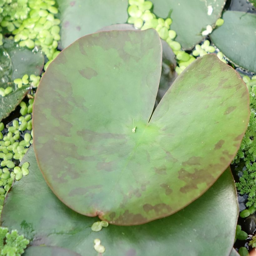 Nymphaea Lemon Mist - Winterharte Seerose (Foliage)