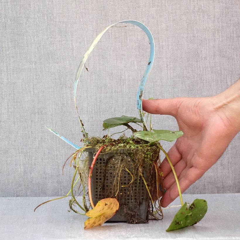 Example of Nymphaea Lemon Mist - Winterharte Seerose Topf mit 1L/1,5L as you get in ete