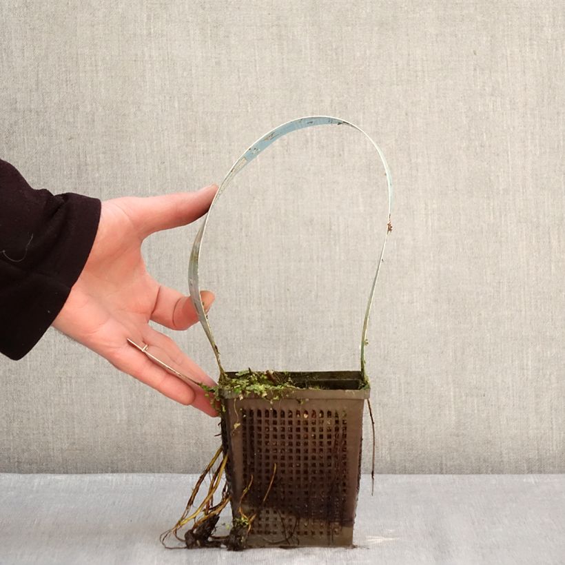 Exemplar von Nymphaea Lemon Mist - Winterharte Seerose Topf mit 1L/1,5L wie im Winter geliefert