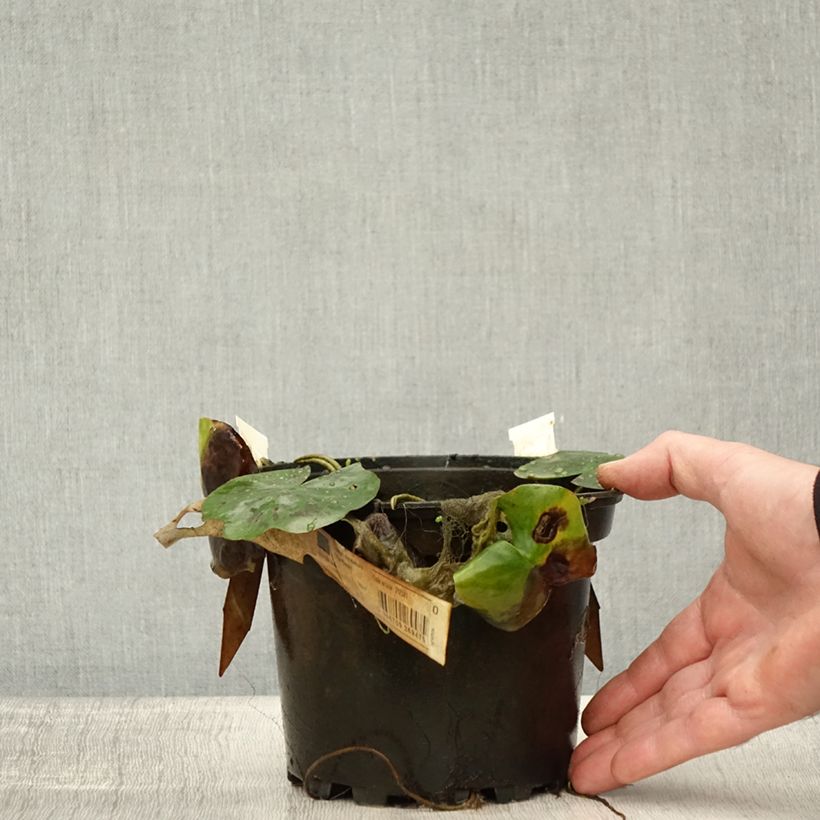 Example of Nymphaea Lily Pons - Winterharte Seerose Topf mit 1,5L/2L as you get in automne