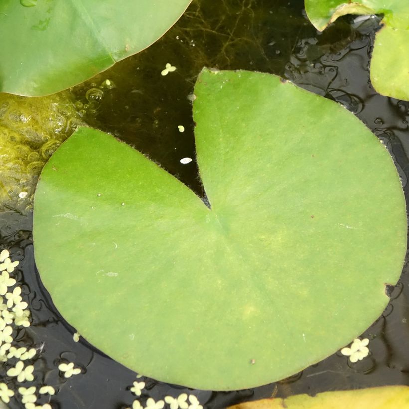 Nymphaea Madame Wilfron Gonnère - Winterharte Seerose (Foliage)