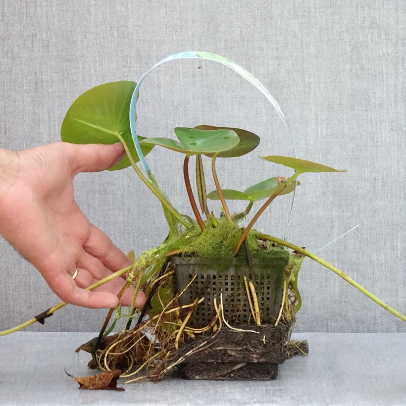 Example of Nymphaea Madame Wilfron Gonnère - Winterharte Seerose Topf mit 1L/1,5L as you get in ete