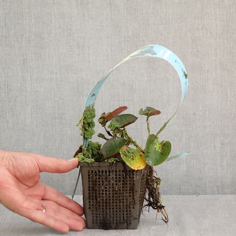 Exemplar von Nymphaea Mangkala Ubol - Winterharte Seerose Topf mit 1L/1,5L wie im Herbst geliefert