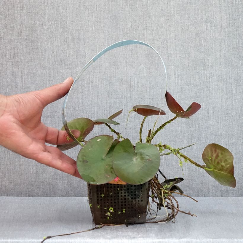 Example of Nymphaea Mangkala Ubol - Winterharte Seerose Topf mit 1L/1,5L as you get in ete