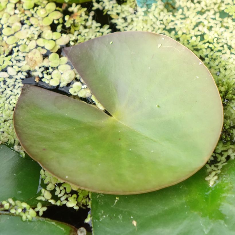 Nymphaea Marliacea Albida - Winterharte Seerose (Foliage)