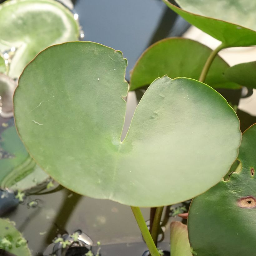 Nymphaea Marliacea Carnea - Winterharte Seerose (Foliage)
